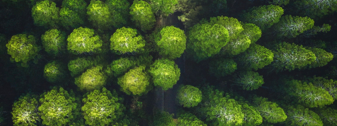 The Hike